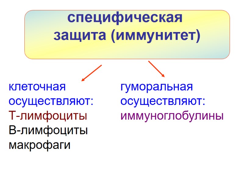 специфическая  защита (иммунитет)  клеточная осуществляют: Т-лимфоциты В-лимфоциты макрофаги гуморальная осуществляют: иммуноглобулины